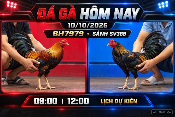 Đá gà hôm nay ngày 10/10/2026 tại sảnh SV388 — ảnh minh họa BH7979. Đá gà hôm nay ngày 10/10/2026 tại sảnh SV388 — ảnh minh họa BH7979.