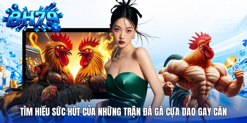 Tìm hiểu sức hút của những trận đá gà cựa dao gay cấn