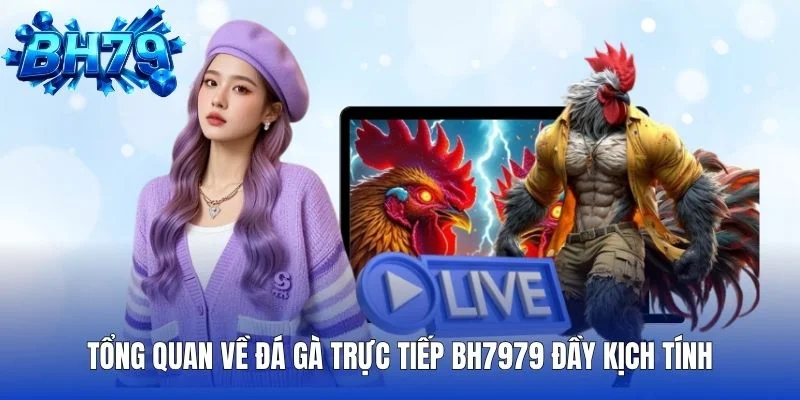 Lý do nên lựa chọn đá gà trực tiếp